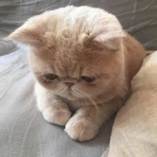😢 kot, exotic shorthair, kociak, zwierzę domowe, zwierzę, kot domowy, kotowaty telegram sticker