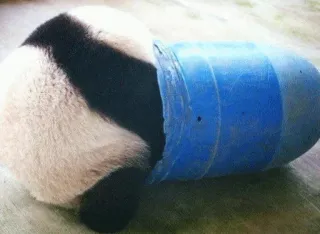 😢 Panda, Animal, Fofo, Plástico, Recipiente, Preto e branco telegram sticker