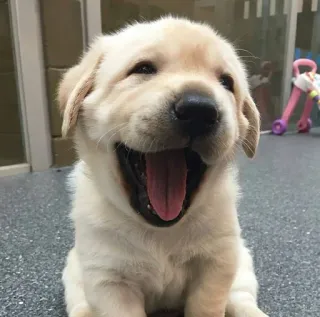 😂 cane, cucciolo, labrador, retriever, carino, animale, animale domestico, cagnolino, felice telegram sticker