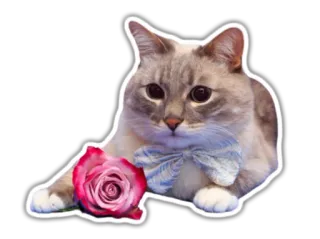 😍 gato, rosa, animal, mascota, pajarita, flor whatsapp sticker