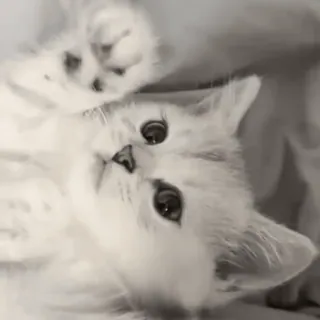 🐈 кот, котенок, домашнее животное, животное, милый, домашняя кошка telegram sticker