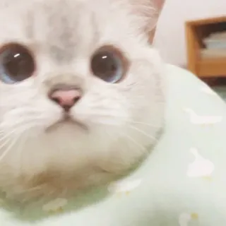 🐈 猫, かわいい, ペット, 動物, 子猫, 目, 愛らしい whatsapp sticker
