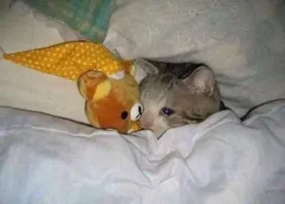 😢 gato, dormindo, animal, animal de estimação, cama whatsapp sticker