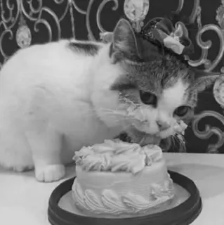 🖇 cat, kitten, cake, pet, animal, sweet, cute, domestic telegram sticker