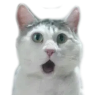 🙀 cat, surprised, animal, shocked, meme, funny telegram sticker