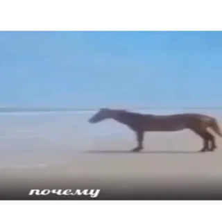 😐 почему horse, beach, sea, animal, text telegram sticker