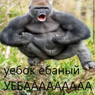 🦍 уебок ебаный
УЕБААААААААА Горилла, Оскорбительный, Животное, Примат, Обезьяна whatsapp sticker