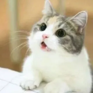 😺 猫, 可爱, 小猫, 动物, 宠物, 惊讶, 震惊 telegram sticker