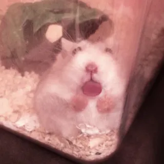🤏 hamster, pet, animal, cute, rodent telegram sticker