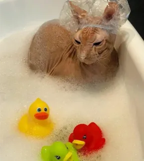 🧖‍♀️ gatto, sphynx, senza pelo, bagno, paperella di gomma, cuffia da doccia telegram sticker