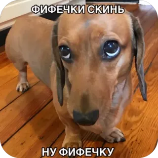 🫥 ФИФЕЧКИ СКИНЬ
НУ ФИФЕЧКУ hond, teckel, grappig, schattig, dier whatsapp sticker