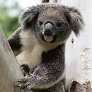 🐨 koala, animal, wildlife, marsupial, australia, cute telegram sticker