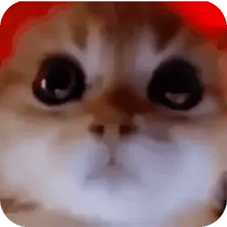 🤩 gatto, animale, adesivo, meme telegram sticker