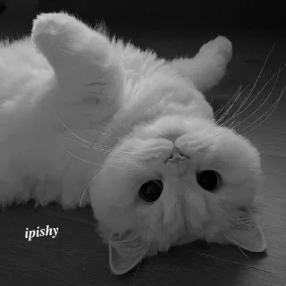 🕸 ipishy 猫, 白猫, 宠物, 动物, 可爱, 小猫 telegram sticker
