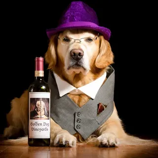 🐶 Golden Dog Vineyards cane, vino, vigneto, animale domestico, golden retriever, cappello, occhiali, formale telegram sticker