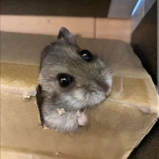 😍 hamster, animal, rodent, cute, pet telegram sticker