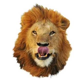 🤤 лев, животное, дикая природа, большая кошка, млекопитающее, хищник telegram sticker
