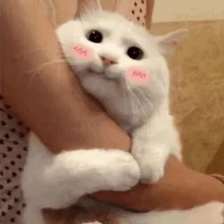 🍣 猫, かわいい, カワイイ, 動物, ペット, 家畜 telegram sticker