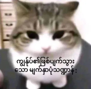 😒 ကွန်ပါ၏ ဖြစ်ပွတ်သွားသော မျက်နှာပုံးတကား gatto, meme, animale, divertente telegram sticker