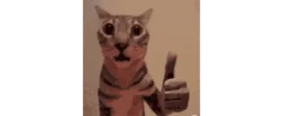 👍 kucing, jempol ke atas, hewan, meme, imut, lucu whatsapp sticker