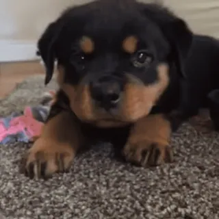 😠 puppy, dog, rottweiler, animal, pet, cute, domestic animal whatsapp sticker