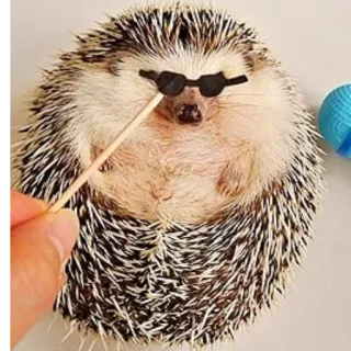 😎 ハリネズミ, 動物, サングラス, かわいい, げっ歯類 whatsapp sticker