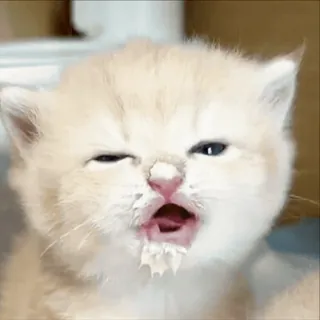 😘 mèo con, mèo, dễ thương, động vật, hài hước, thú cưng, mèo whatsapp sticker