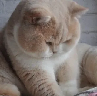 🪐 cat, cute, animal, domestic, pet telegram sticker