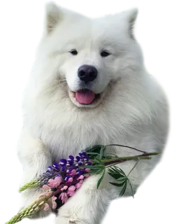 💞 Hund, Samojede, süß, Blumen, Tier, Haustier, Lupine whatsapp sticker