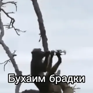🍾 Бухаим брадки telegram sticker