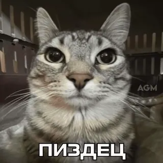 😾 ПИЗДЕЦ gatto, offensivo, russo, meme, animale telegram sticker