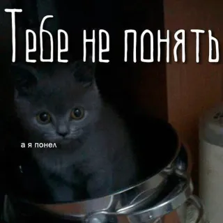 🖕 Тебе не понять
а я понял kot, mem, rosyjski, kotek telegram sticker