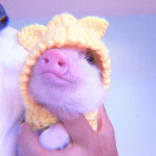 🐽 pig, cute, animal, hat, yellow telegram sticker