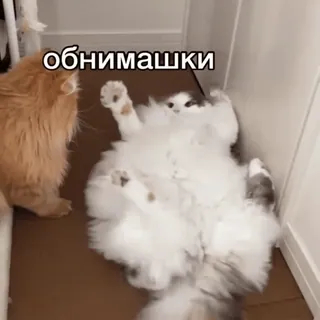 🫂 обнимашки кошки, милые, животные, питомцы, объятия telegram sticker