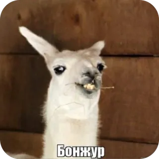 🫥 Бонжур llama, meme, funny, animal, greeting telegram sticker