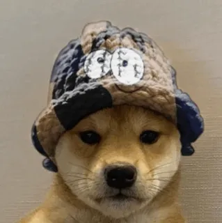 🐗 dog, shiba inu, hat, cute, animal, pet telegram sticker