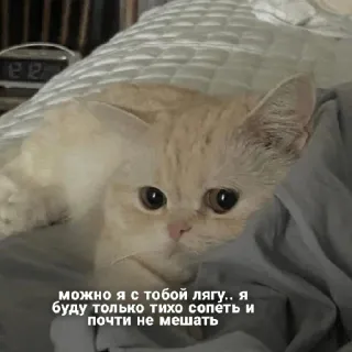 🥺 можно я с тобой лягу.. я
буду только тихо сопеть и
почти не мешать แมว, น่ารัก, สัตว์, สัตว์เลี้ยง, นอนหลับ, เตียง, ข้อความรัสเซีย telegram sticker