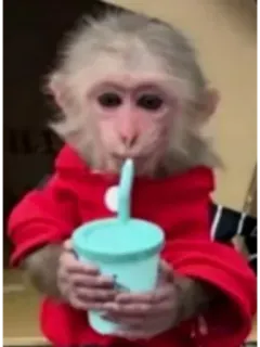 🥤 aap, dier, drinken, schattig, rode hoodie, beker, rietje whatsapp sticker