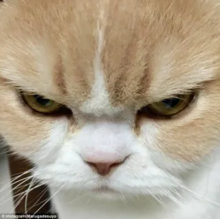 😠 cat, angry, feline, pet, domestic animal, grumpy telegram sticker