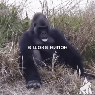 абизяна поны :: @fStikBot telegram stickers