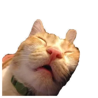 🤤 cat, animal, middle finger, offensive gesture, meme telegram sticker