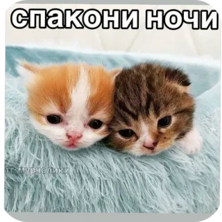 🐱 спакони ночи whatsapp sticker