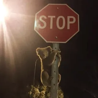 🐨 STOP koala, stop sign, animal, wildlife, road safety, Australia telegram sticker