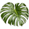 🥥