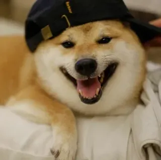 ❤️ dog, shiba inu, hat, animal, pet, canine telegram sticker