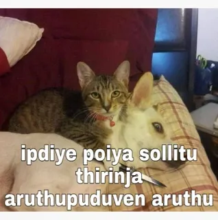 😁 ipdiye poiya sollittu thirinja aruthupuduven aruthu gato, cachorro, animal, animal doméstico, fofo, amizade, texto telegram sticker
