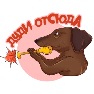 🎺 ДУДИ ОТСЮДА chien, teckel, animal, instrument de musique, trompette telegram sticker
