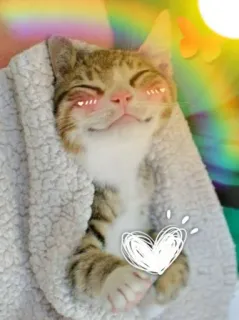 🌟 chat, mignon, animal, coeur, autocollant, douillet whatsapp sticker