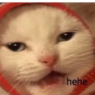 😬 cat hehe telegram sticker