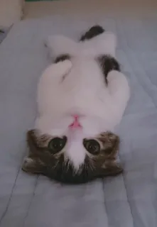 🌟 chat, chaton, mignon, animal, animal de compagnie, adorable whatsapp sticker
